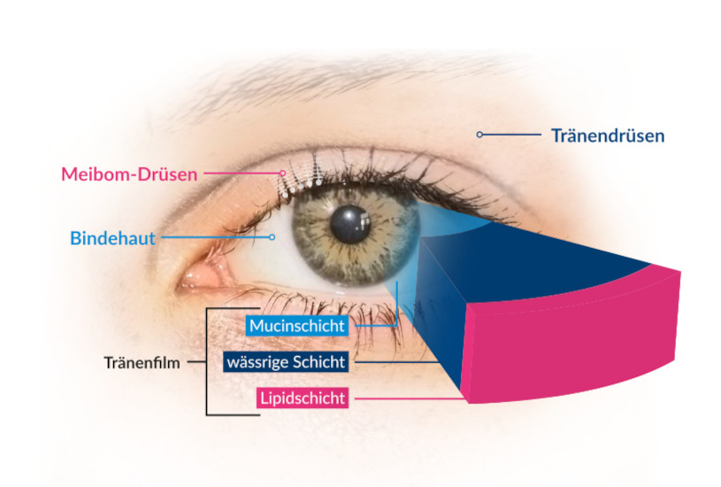 Eine grafische Darstellung vom Aufbau des Tränenfilms im Auge