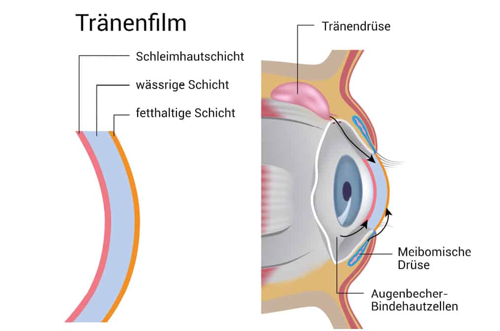 Die Grafik zeigt Aufbau und Funktion des Tränenfilms
